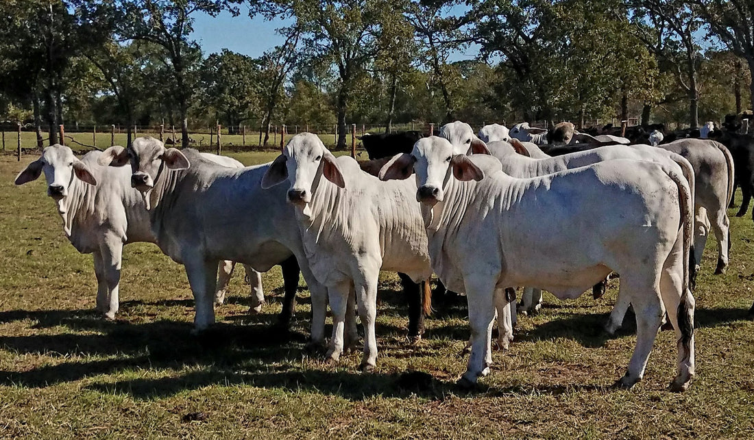 White Brahman heifers standing in a line in a sunny pasture